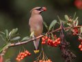 Cedar Waxwing - Dos Picos County Park, Ramona, San Diego County, California, Nov 19, 2018