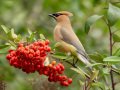 Cedar Waxwing - Dos Picos County Park, Ramona, San Diego County, California, Dec 2, 2019