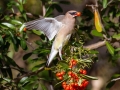 Cedar Waxwing