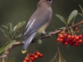 Cedar Waxwing