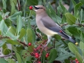 Cedar Waxwing