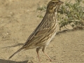 Chestnut-collared Longspur