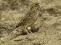 Chestnut-collared Longspur