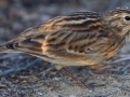 Chestnut-collared Longspur