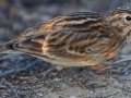 Chestnut-collared Longspur - Fiesta Island--dog run, San Diego, 10/29/2015
