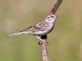 Chipping Sparrow