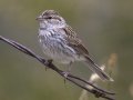 Chipping Sparrow