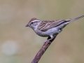 Chipping Sparrow