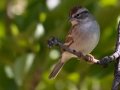 Chipping Sparrow