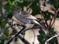 Chipping Sparrow