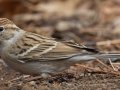 Chipping Sparrow