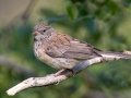 Chipping Sparrow
