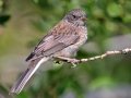 Chipping Sparrow