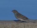Chipping Sparrow