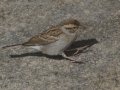 Chipping Sparrow
