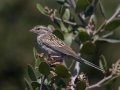 Chipping Sparrow