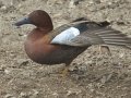 Cinnamon Teal