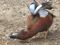 Cinnamon Teal