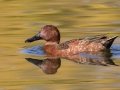 Cinnamon Teal - Santee Lakes