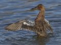 Cinnamon Teal
