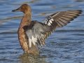 Cinnamon Teal