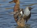 Cinnamon Teal