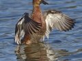 Cinnamon Teal