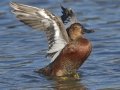 Cinnamon Teal