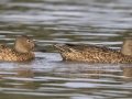 Cinnamon Teal