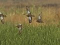 Cinnamon Teal