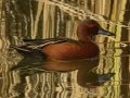Cinnamon Teal