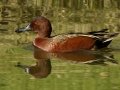 Cinnamon Teal