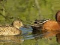 Cinnamon Teal