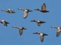 Cinnamon Teal