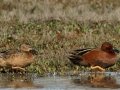 Cinnamon Teal