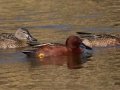 Cinnamon Teal