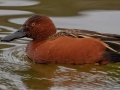Cinnamon Teal