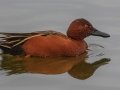 Cinnamon Teal