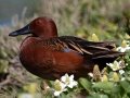 Cinnamon Teal