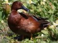 Cinnamon Teal