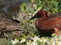 Cinnamon Teal