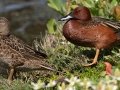 Cinnamon Teal