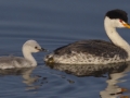 Clark's Grebe