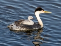 Clark's Grebe with Chick