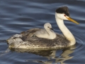 Clark's Grebe