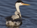 Clark's Grebe