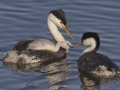Clark's and Western Grebe with Hybrid Chick