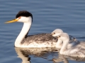 Clark's Grebe with Chicks