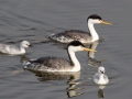 Clark's Grebes