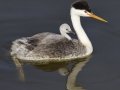 Clark's Grebe